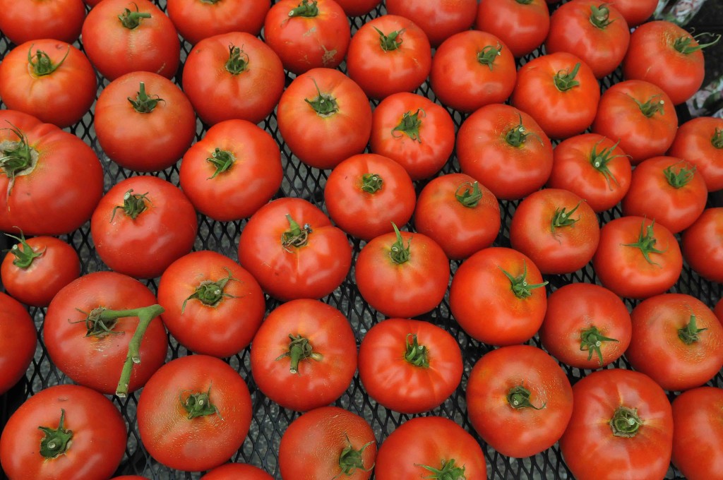 Tomatoes-2010
